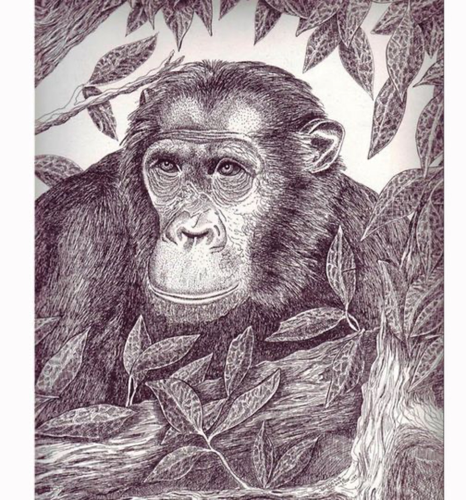 Animals Gorilla, pen & ink