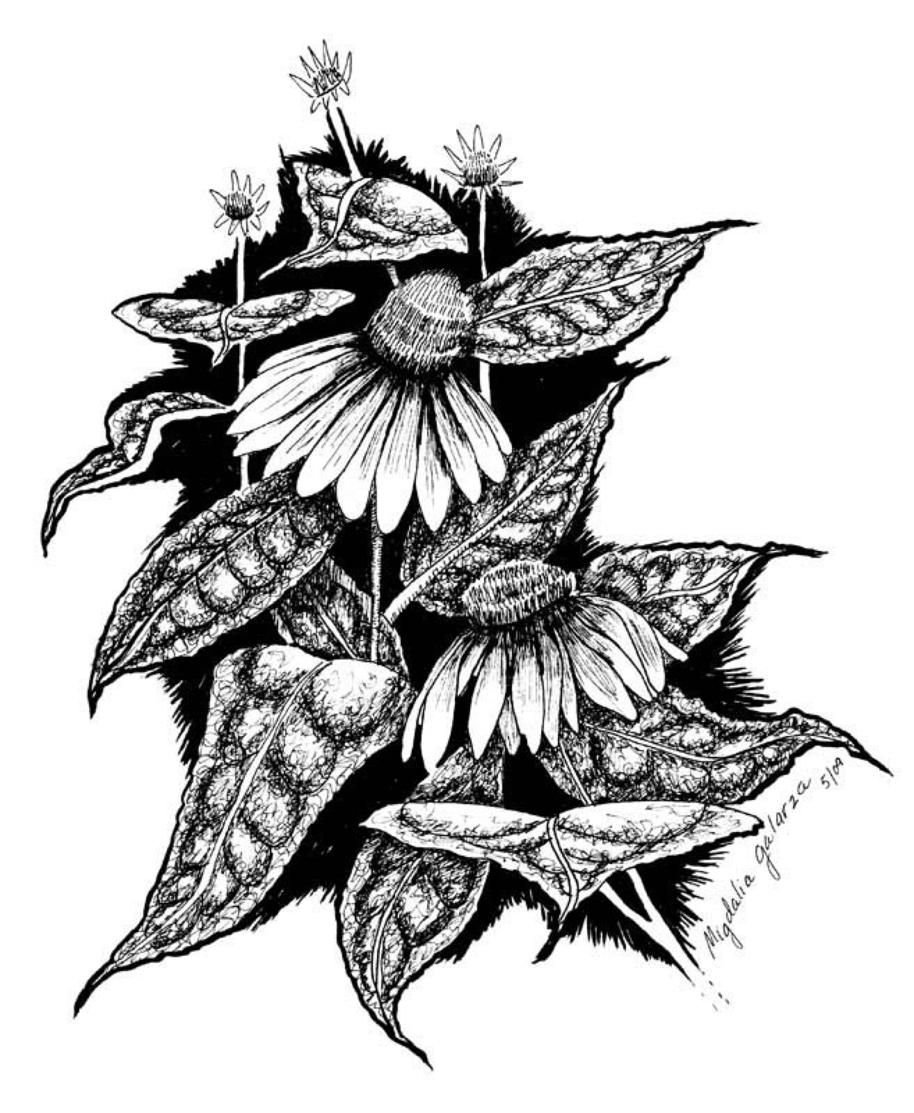 Coneflower, pen & ink